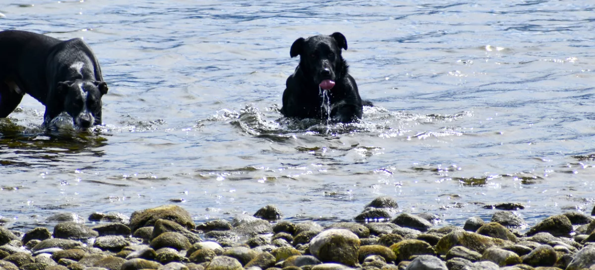 Black and white dog playing in the water / Foto: Leviticus Hayes Getty Images