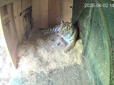 Tiger Arisa v ljubljanskem živalskem vrtu