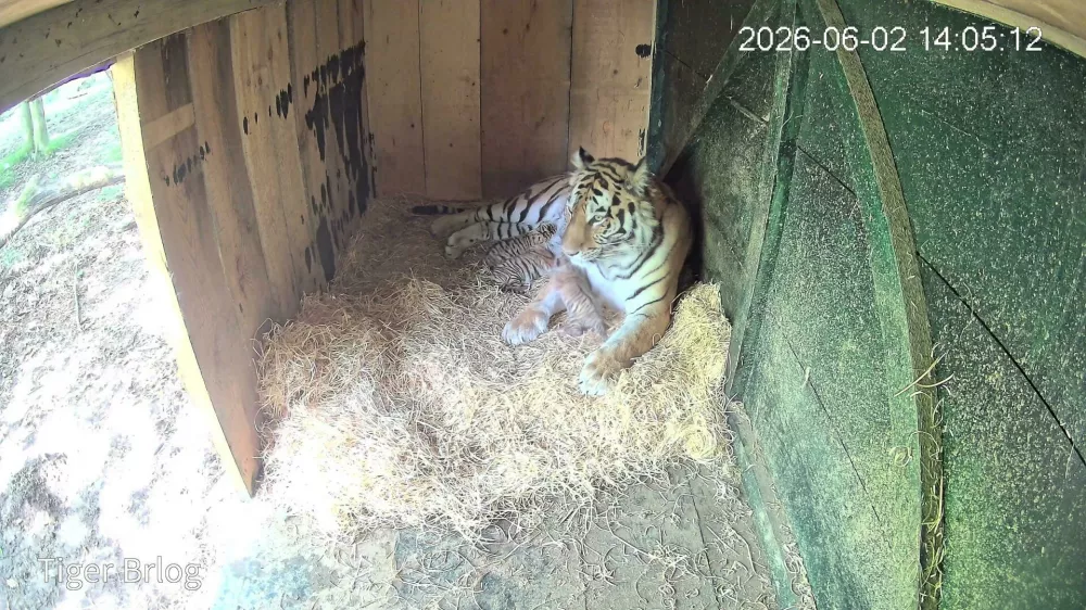 Tiger Arisa v ljubljanskem živalskem vrtu