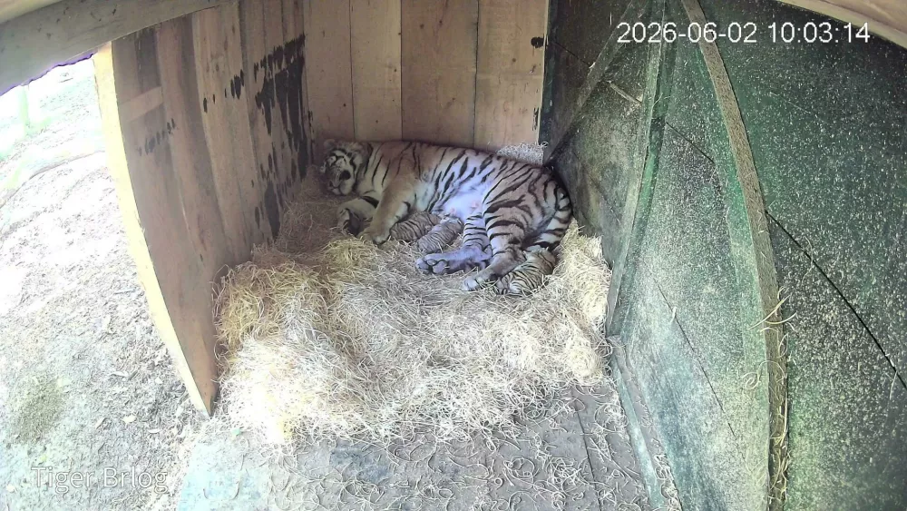 Tiger Arisa v ljubljanskem živalskem vrtu