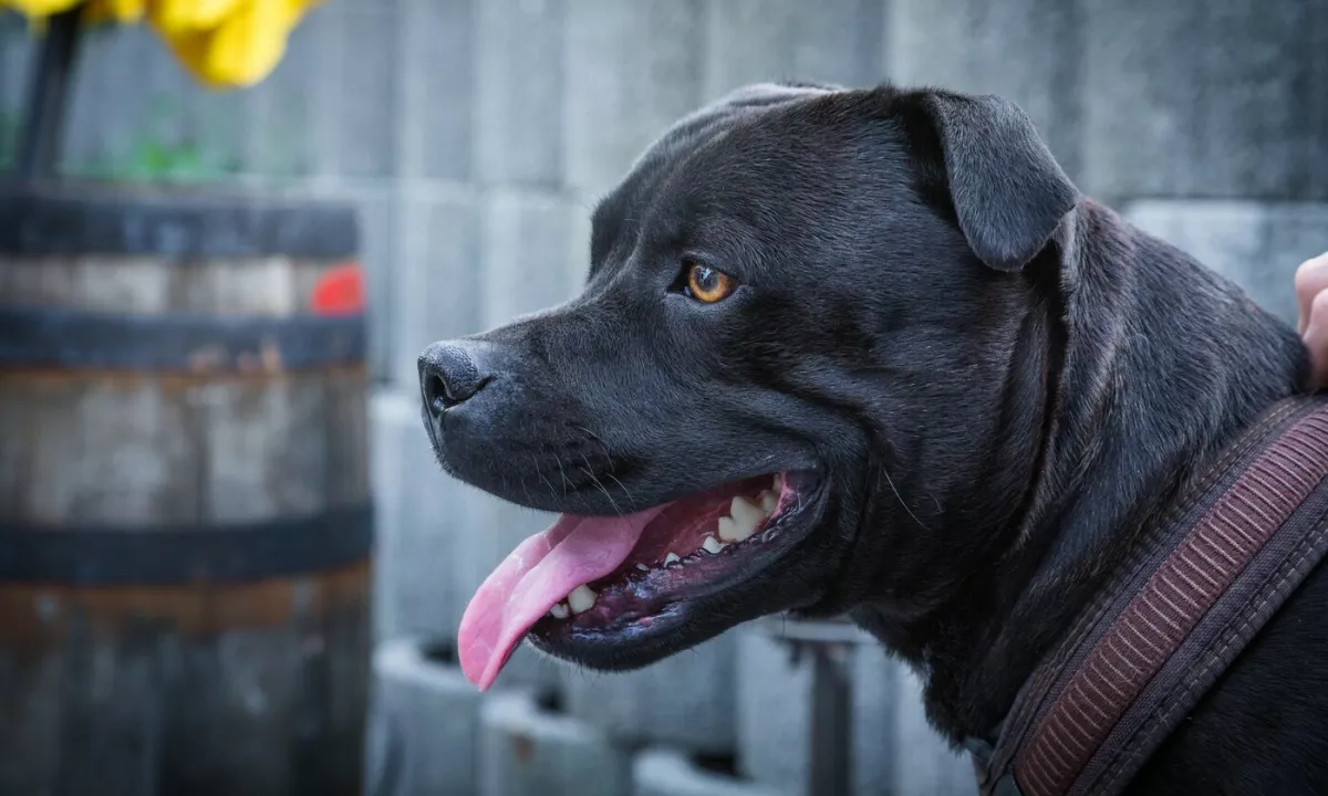 Na Floridi sta dva psa pasme pitbul napadla 50-letno Jodi Co