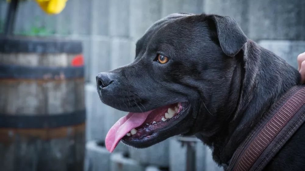 Pes pitbull črne barve. 