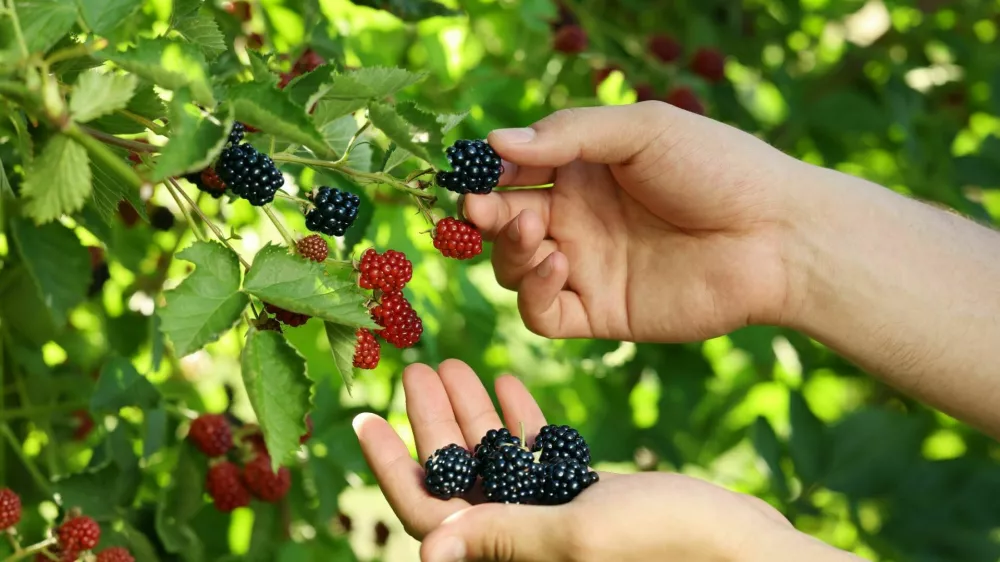 Woman picking ripe blackberries from bush outdoors, closeup / Foto: Liudmila Chernetska