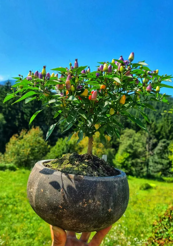 Najbolj&scaron;i pekoči med v Evropi je slovenski! Odkrijte pekočo skrivnost s kmetije