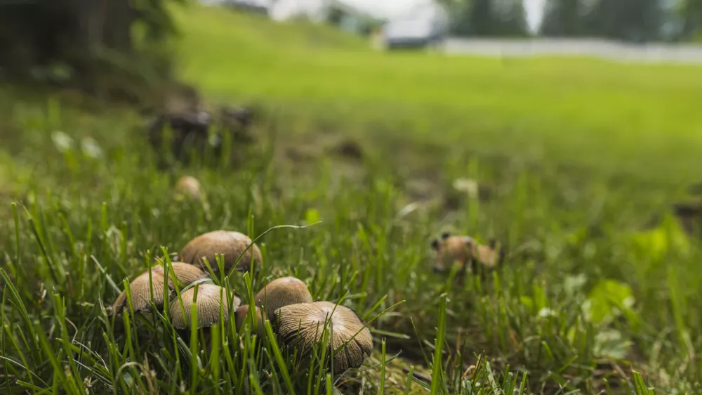 Gobe sredi trate. Slika je simbolična. / Foto: Istock