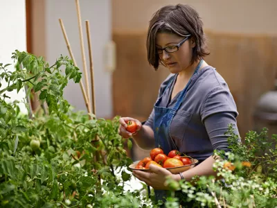Shot of a woman picking home-grown tomatoes in her garden / Foto: Peopleimages Getty Images