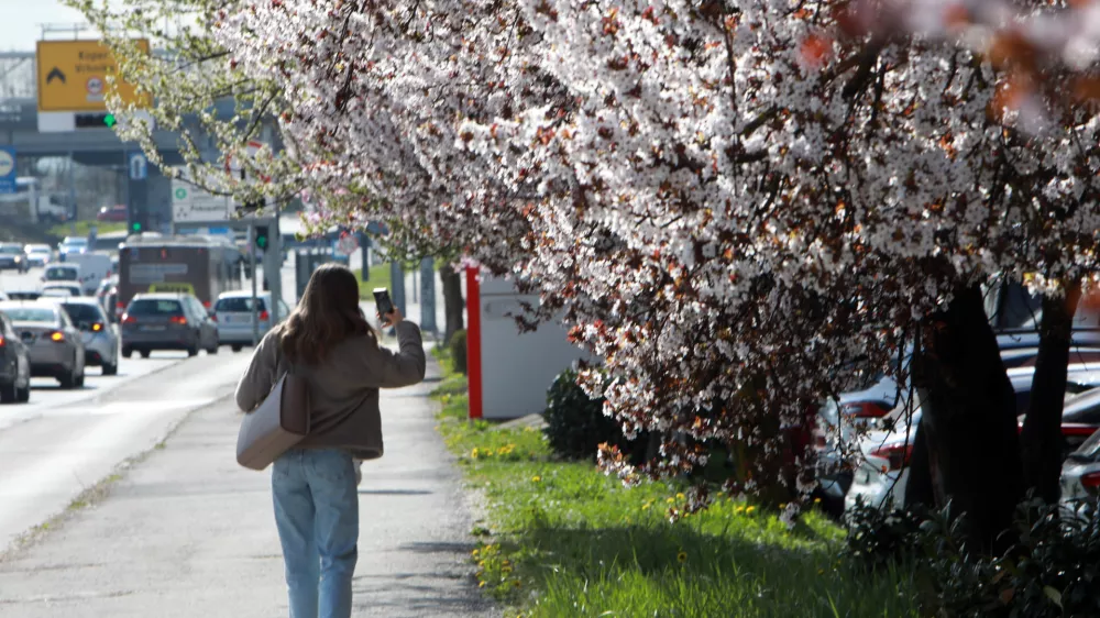 24.03.2026 -simbolična fotografija - pomlad, VičFoto: Tomaž Skal