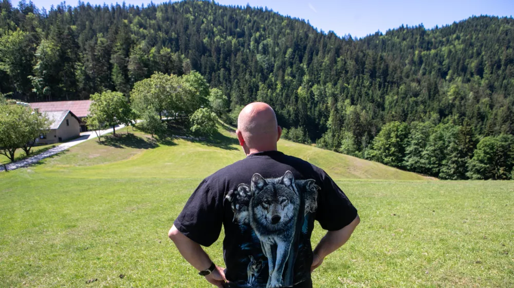 28.5.2026 - reportaža Volk - Volkovi na pohorju - rejec Ovc - ovce - ovcaFoto: Luka Cjuha / Foto: Luka Cjuha