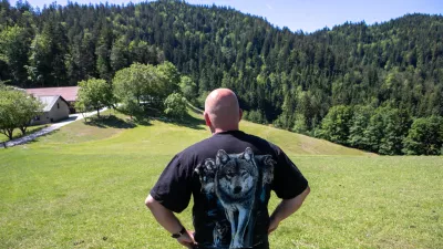 28.5.2026 - reportaža Volk - Volkovi na pohorju - rejec Ovc - ovce - ovcaFoto: Luka Cjuha / Foto: Luka Cjuha