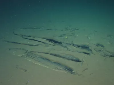 This undated image provided by Peng Zhou shows newly-discovered fossilized whale bones at a site deep underwater, southeastern Indian Ocean, in the Diamantina Fracture Zone. (Global TREnD, IDSSE via AP)