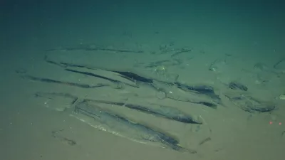 This undated image provided by Peng Zhou shows newly-discovered fossilized whale bones at a site deep underwater, southeastern Indian Ocean, in the Diamantina Fracture Zone. (Global TREnD, IDSSE via AP)