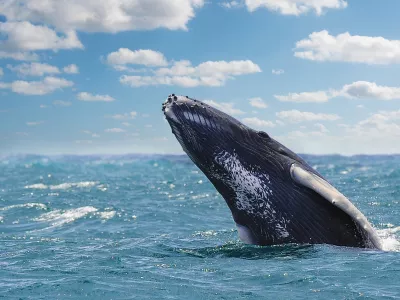 background horizon, blue sky, sunny day, ocean foreground, 1 whale, half body out of water, no people, close view