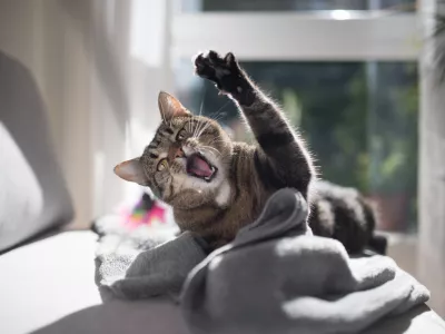 tabby domestic shorthair cat playing with a cat's toy on gray couch