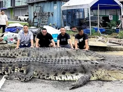 Krokodil Malezija