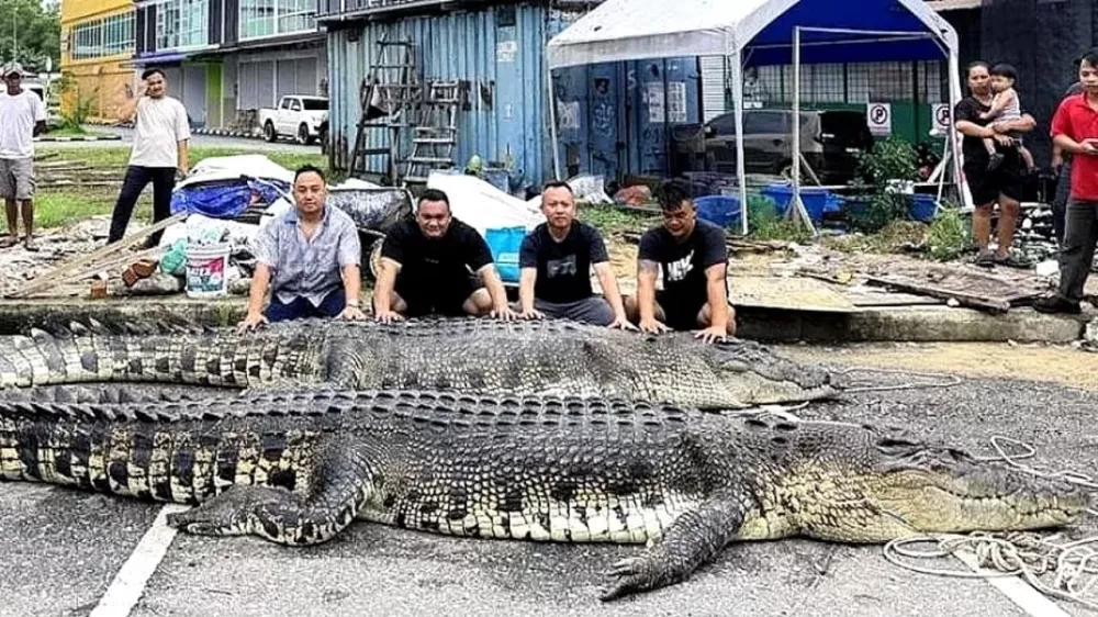 Krokodil Malezija