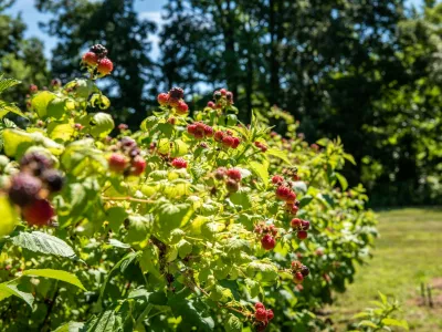 Ripe raspberries growing from the bush,Image: 954802417, License: Rights-managed, Restrictions:, Model Release: no 