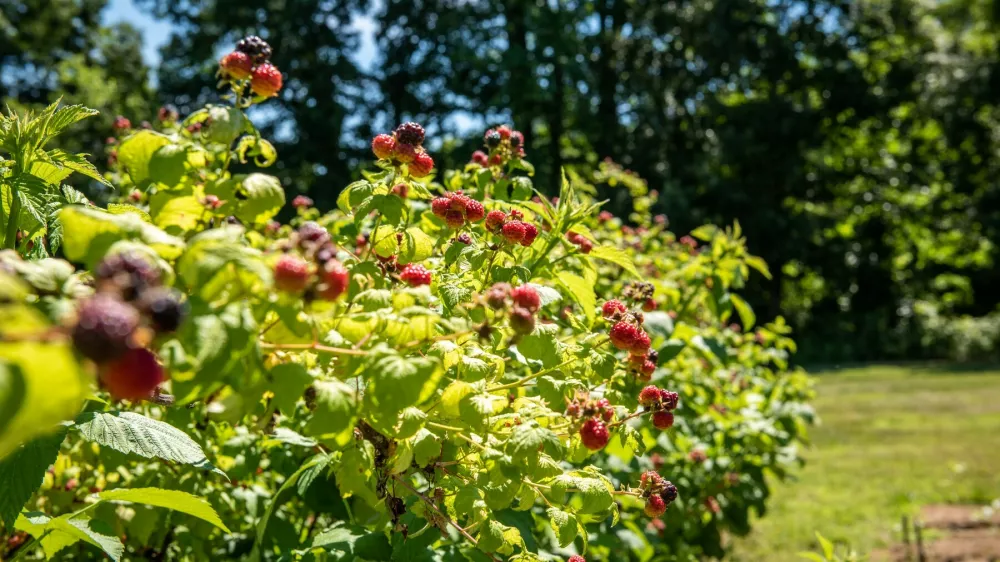 Ripe raspberries growing from the bush,Image: 954802417, License: Rights-managed, Restrictions:, Model Release: no 