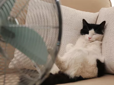 Cute fluffy cat enjoying air flow from fan on sofa indoors. Summer heat