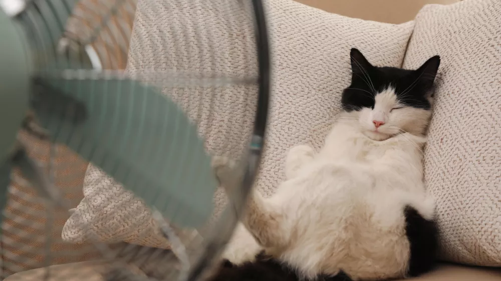 Cute fluffy cat enjoying air flow from fan on sofa indoors. Summer heat