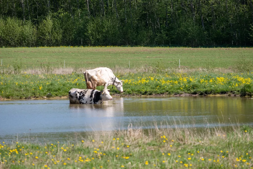 Black and white cow cooling in pond water during a sunny hot summer day in rural countryside landscape