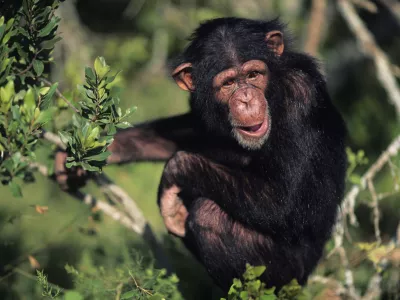 Chimpanzee (Pan troglodytes) sitting amongst greenery, looking away, Kenya