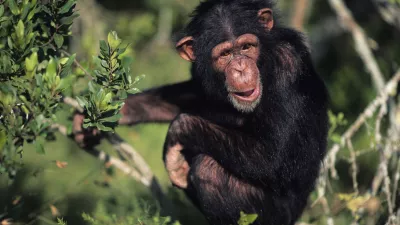 Chimpanzee (Pan troglodytes) sitting amongst greenery, looking away, Kenya
