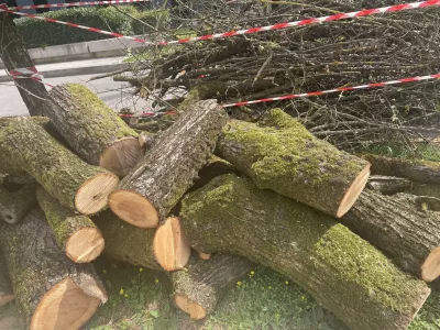 Posekano drevo na vrtu Lili Novy.