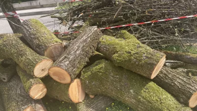 Posekano drevo na vrtu Lili Novy.