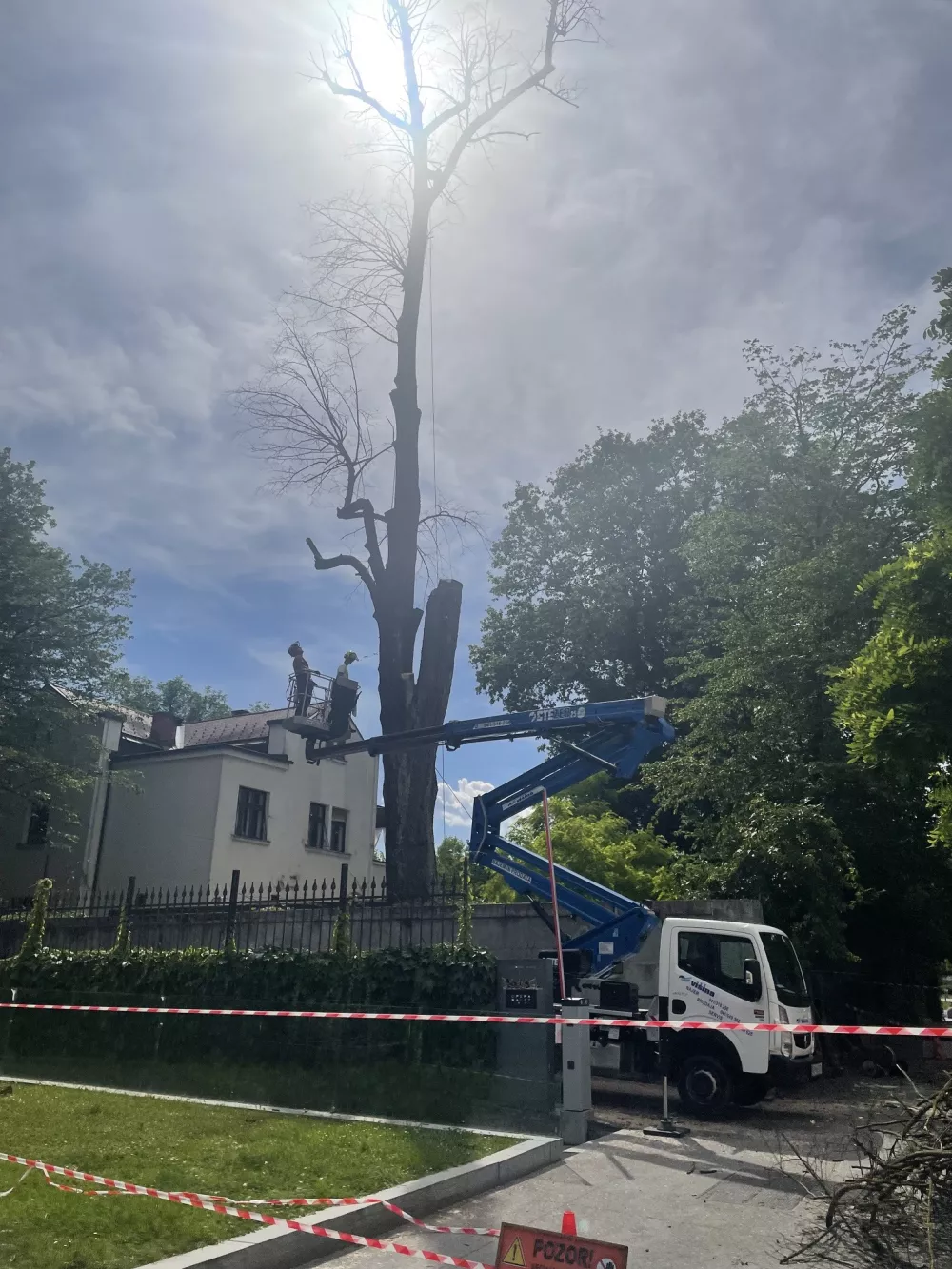Posekano drevo na vrtu Lili Novy.