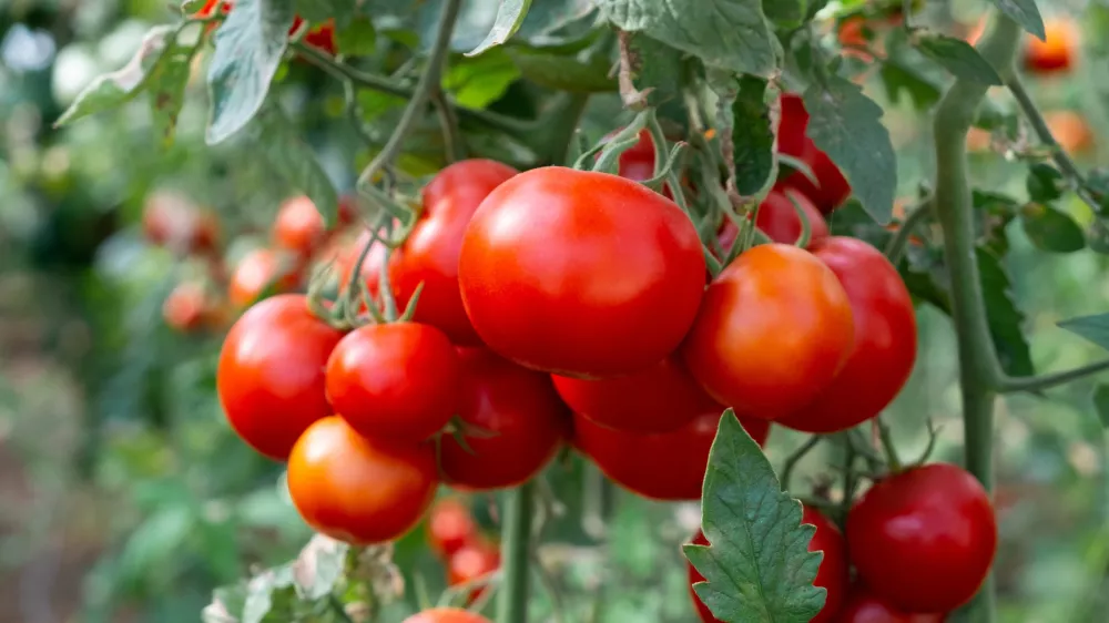Sočni in slastni. Slika je, žal, simbolična. / Foto: Istock