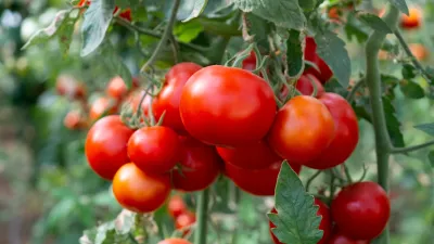 Sočni in slastni. Slika je, žal, simbolična. / Foto: Istock