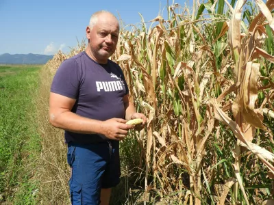 Damijan Četina, kmetija FLis, suha koruza / Foto: Katja Petrovec 