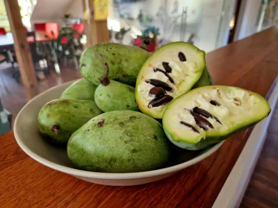 The fruit is oval-shaped and has a sweet, tropical flavor with a creamy texture. It is often eaten raw or used in desserts like ice cream and baked goods, triloba, asimina, pawpaw, kentucky banana, / Foto: Beekeepx