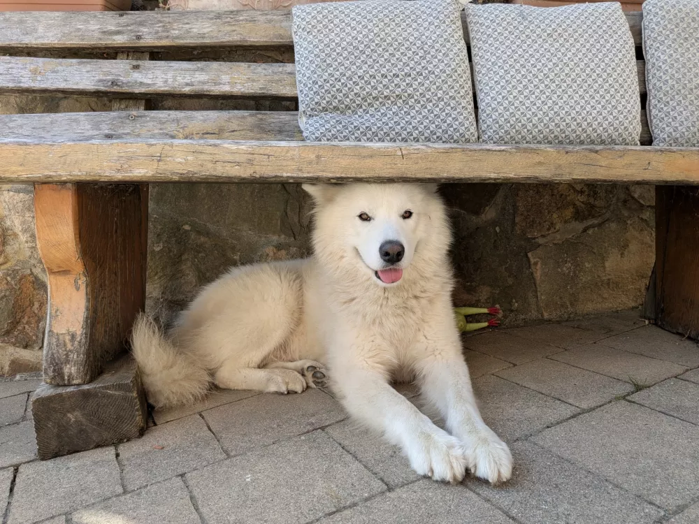 Čuvaj, skrit pred vročino / Foto: Miha First