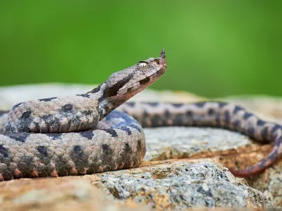 Modras je sorodnik gada. / Foto: Istock