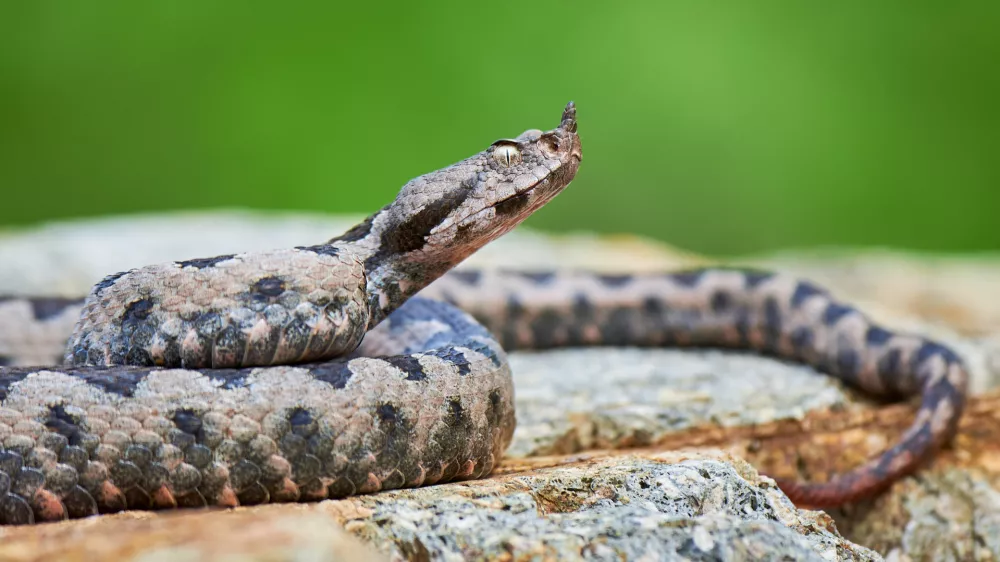 Modras je sorodnik gada. / Foto: Istock