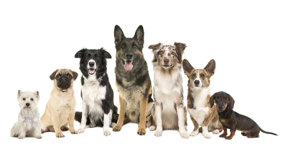 Group of different purebred dogs from small to large sitting looking at the camera on a white background / Foto: Miraswonderland