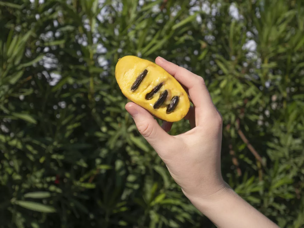 pawpaw fruit, hand holding Asimina triloba / Foto: Marco_de_benedictis Getty Images