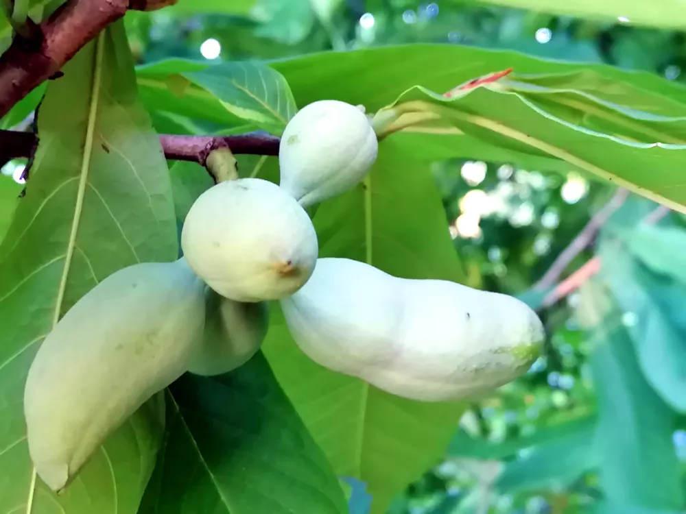 Close-up of five young, pale green pawpaw fruits developing in a cluster on an Asimina triloba tree in summer orchard. The fruit is surrounded by large, lush green leaves with a soft, blurred natural background. This native North American tree produces large edible fruit known for its tropical, custard-like flavor reminiscent of banana, mango, and pineapple. / Foto: Tamina 8 Getty Images