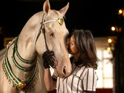 ANKARA, TURKIYE - APRIL 9: A view of an Akhal Teke horse, one of Central Asia's ancient breeds known for their speed, endurance, intelligence, and distinctive metallic sheen, are being bred at a farm in Ankara to preserve their lineage in Ankara, Turkiye, on April 9, 2026. Considered part of Turkmenistan's living cultural heritage, they are trained in disciplines such as show jumping, endurance riding, mounted archery, and cross-country riding. Once favored by rulers and commanders throughout history, Ahal Tekes are admired for their long, slender necks, athletic build, elegant posture, and striking metallic appearance. Purebred horses are sold for prices ranging from ,000 to 0,000 depending on their pedigree and training level. Omer Taha Cetin / Anadolu/ABACAPRESS.COM,Image: 1110998622, License: Rights-managed, Restrictions:, Model Release: no 