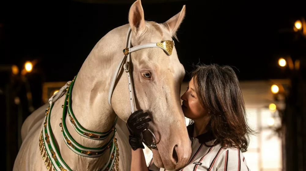 ANKARA, TURKIYE - APRIL 9: A view of an Akhal Teke horse, one of Central Asia's ancient breeds known for their speed, endurance, intelligence, and distinctive metallic sheen, are being bred at a farm in Ankara to preserve their lineage in Ankara, Turkiye, on April 9, 2026. Considered part of Turkmenistan's living cultural heritage, they are trained in disciplines such as show jumping, endurance riding, mounted archery, and cross-country riding. Once favored by rulers and commanders throughout history, Ahal Tekes are admired for their long, slender necks, athletic build, elegant posture, and striking metallic appearance. Purebred horses are sold for prices ranging from $50,000 to $150,000 depending on their pedigree and training level. Omer Taha Cetin / Anadolu/ABACAPRESS.COM,Image: 1110998622, License: Rights-managed, Restrictions:, Model Release: no 