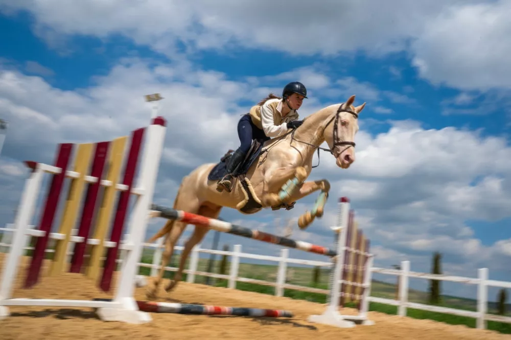 ANKARA, TURKIYE - MAY 7: A woman rides an Akhal Teke horse, one of Central Asia's ancient breeds known for their speed, endurance, intelligence, and distinctive metallic sheen, are being bred at a farm in Ankara to preserve their lineage in Ankara, Turkiye, on May 7, 2026. Considered part of Turkmenistan's living cultural heritage, they are trained in disciplines such as show jumping, endurance riding, mounted archery, and cross-country riding. Once favored by rulers and commanders throughout history, Ahal Tekes are admired for their long, slender necks, athletic build, elegant posture, and striking metallic appearance. Purebred horses are sold for prices ranging from $50,000 to $150,000 depending on their pedigree and training level. Omer Taha Cetin / Anadolu/ABACAPRESS.COM,Image: 1110998916, License: Rights-managed, Restrictions:, Model Release: no 