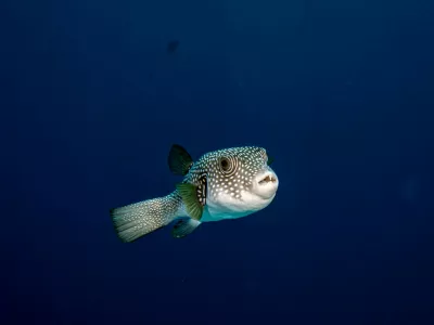 SHARM EL-SHEIKH, EGYPT - MAY 28: Lagocephalus sceleratus is seen in the crystal-clear waters of the Red Sea in Sharm El-Sheikh, Egypt, on May 28, 2026. Stretching from the Giza Plateau, home to thousands of years of pharaonic heritage, to the colorful underwater world of the Red Sea, Egypt offers visitors the unique opportunity to trace one of humanity's oldest civilizations and explore one of the world's richest marine ecosystems on the same journey. The coastal city of Sharm El-Sheikh attracts diving enthusiasts from all over the world year-round, showcasing vibrant coral reefs, hundreds of fish species, and diverse marine life. Sebnem Coskun / Anadolu,Image: 1107474831, License: Rights-managed, Restrictions:, Model Release: no 