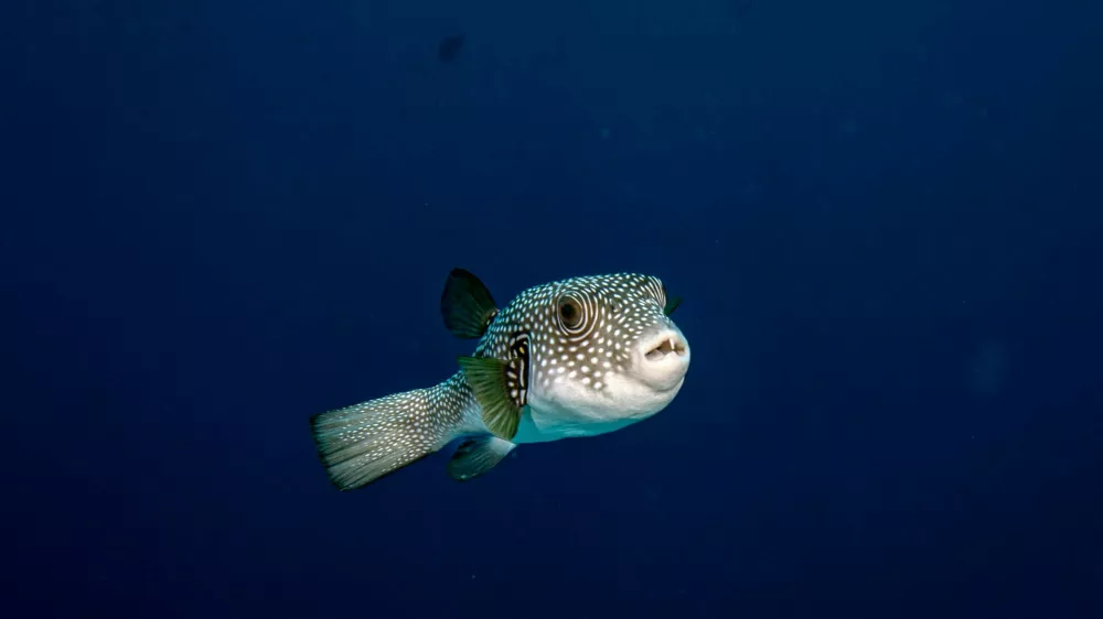SHARM EL-SHEIKH, EGYPT - MAY 28: Lagocephalus sceleratus is seen in the crystal-clear waters of the Red Sea in Sharm El-Sheikh, Egypt, on May 28, 2026. Stretching from the Giza Plateau, home to thousands of years of pharaonic heritage, to the colorful underwater world of the Red Sea, Egypt offers visitors the unique opportunity to trace one of humanity's oldest civilizations and explore one of the world's richest marine ecosystems on the same journey. The coastal city of Sharm El-Sheikh attracts diving enthusiasts from all over the world year-round, showcasing vibrant coral reefs, hundreds of fish species, and diverse marine life. Sebnem Coskun / Anadolu,Image: 1107474831, License: Rights-managed, Restrictions:, Model Release: no 