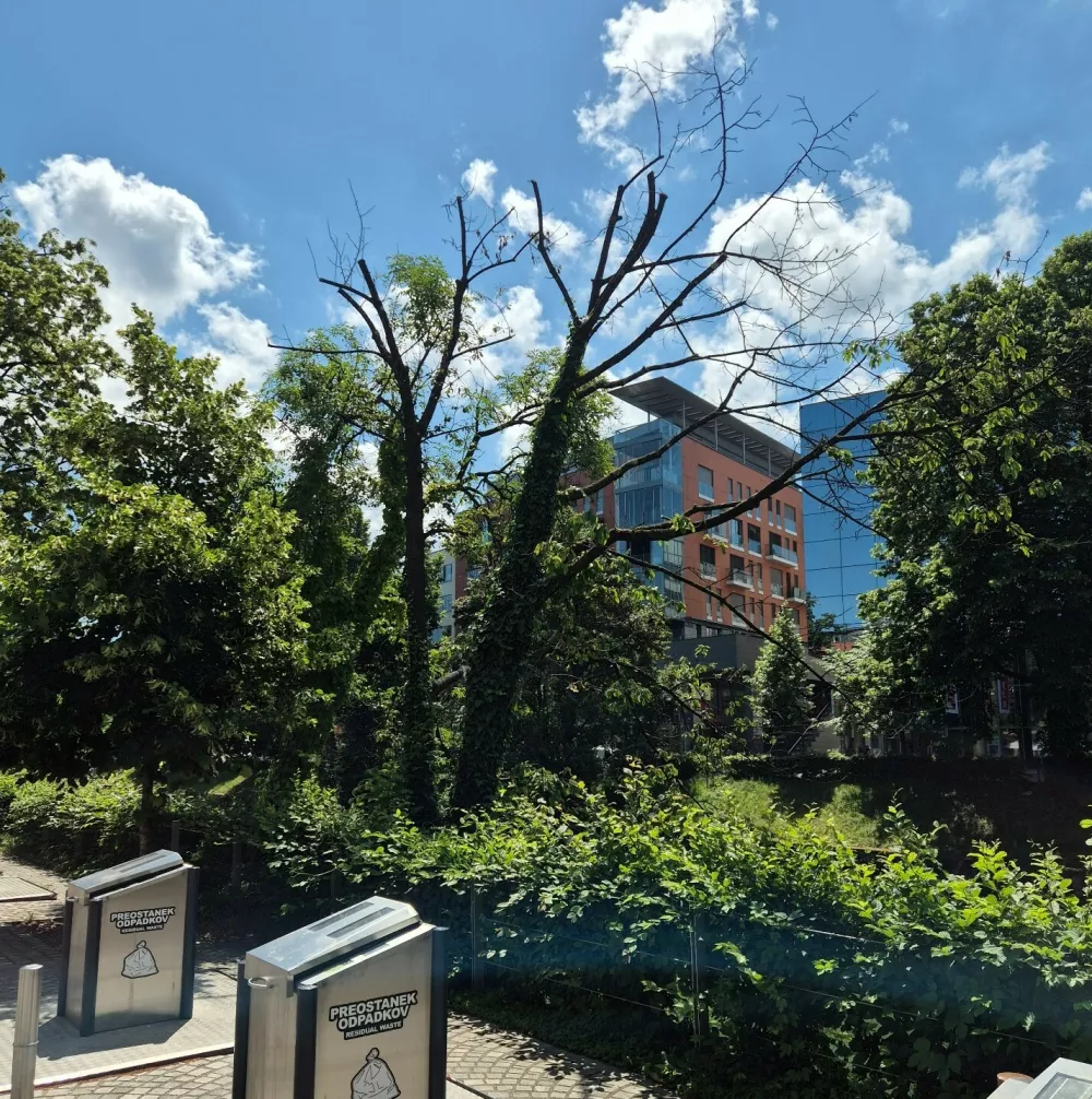 Če&scaron;nja na Petkov&scaron;kovem nabrežju. Foto: MOL