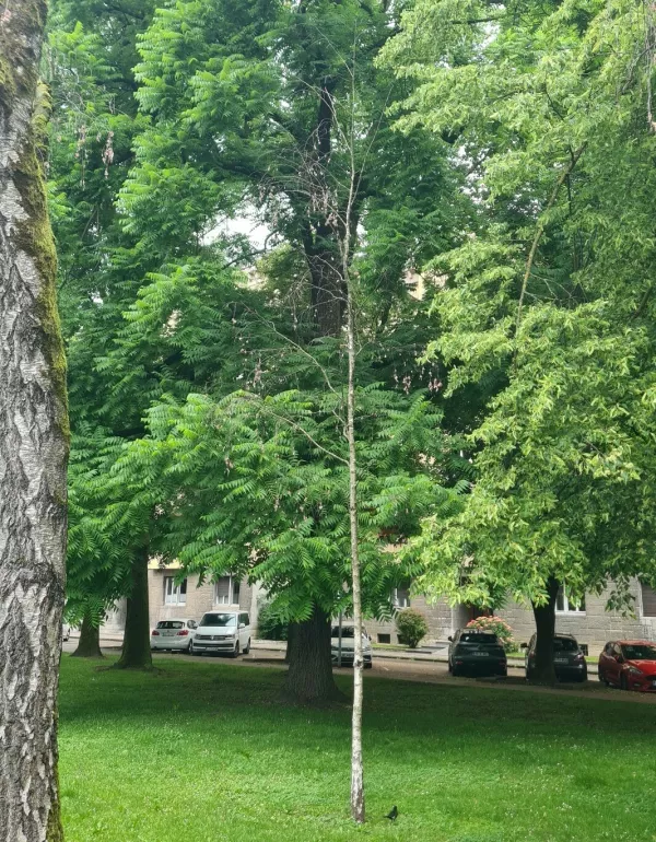 Breza na Trgu republike. Foto: MOL
