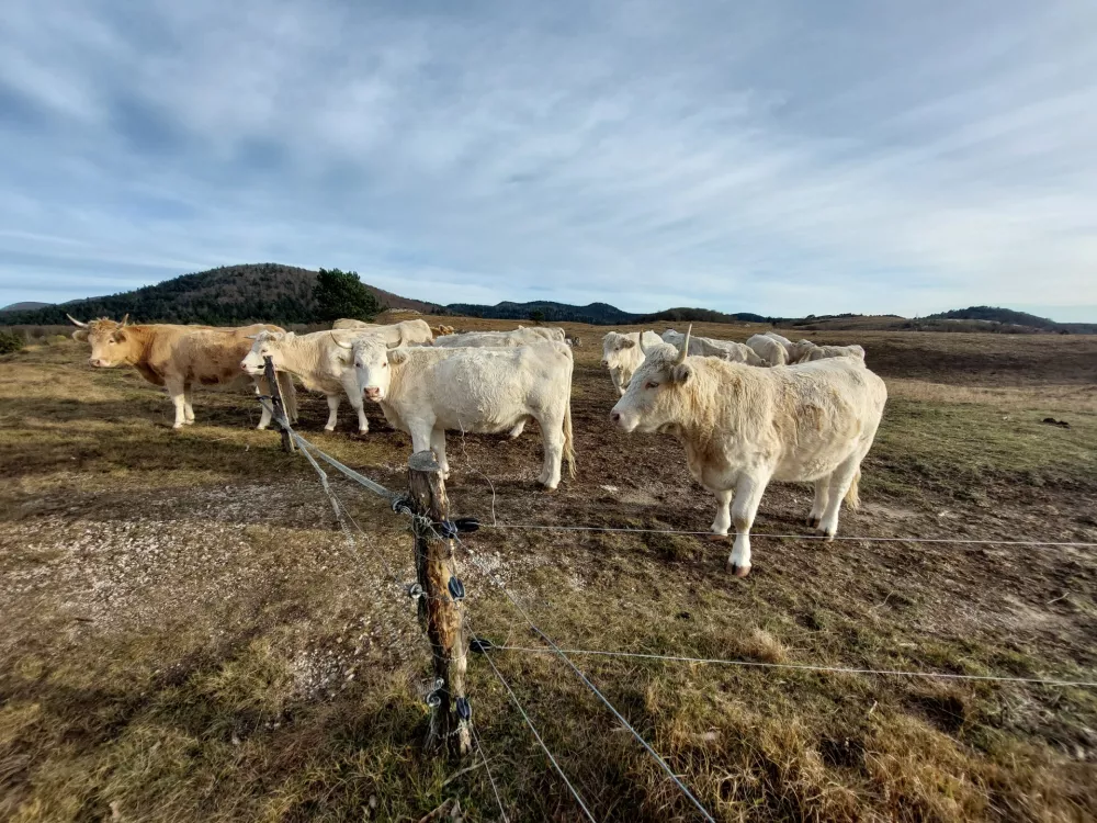 Snežnik, pa&scaron;nik, govedo 