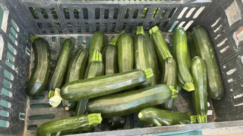 Bučke iz ljubljanske tržnice