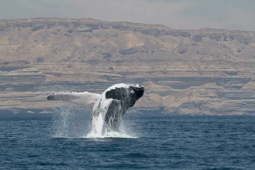 Environment Society of Oman;