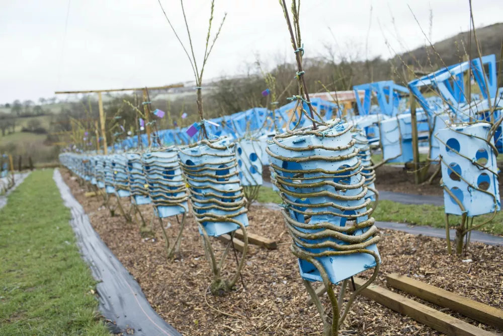(4902971g)Trees growing in the shape of furnitureMan grows trees in the shape of furniture, Derbyshire - 26 Mar 2015*Full story: http://www.rexfeatures.com/nanolink/qnldAn innovative company has come up with a quirky way to make wooden furniture - growing trees in the shape of chairs, a table and more. Gavin Munro, 39, is the brainchild behind the Derbyshire-based Full Grown. In a one-hectare (2.5 acre) field in Wirksworth the company has been carefully manipulating rows of willow, oak, ash and sycamore trees into specific pieces of furniture. Later this year these pieces will be 'harvested' - resulting in a join-free item of furniture made from one solid piece of wood. Gavin came up with the idea while working as a gardener in California and making furniture from driftwood during his spare time. Why, he says, go through the whole process of growing a tree, chopping it down, cutting it up and sticking it back together again to make a chair when you can simply grow one.,Image: 252839041, License: Rights-managed, Restrictions:, Model Release: no 